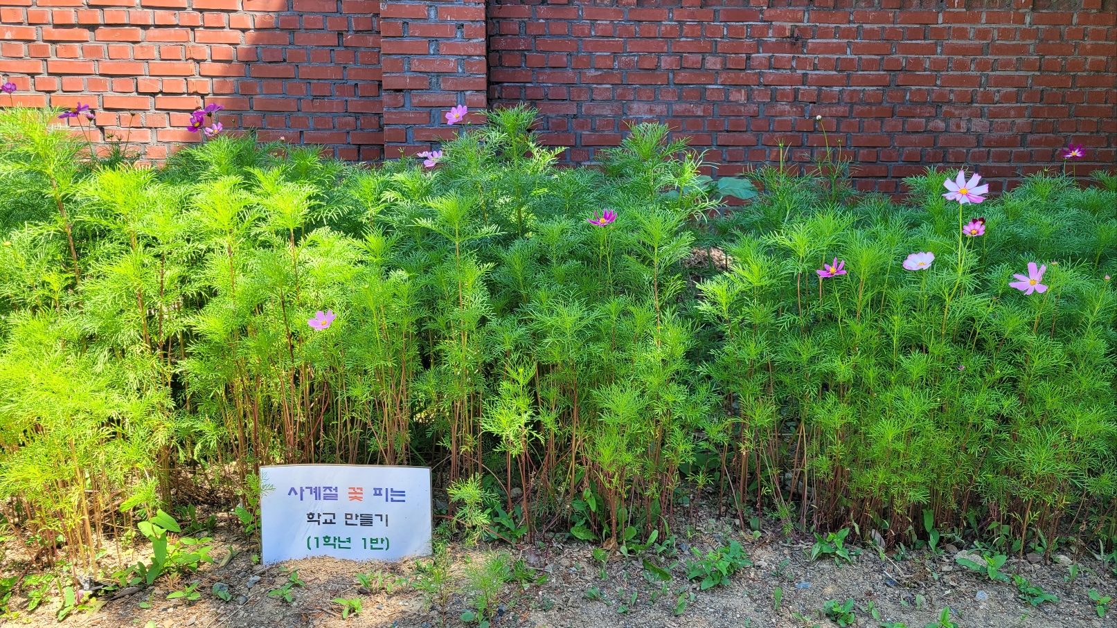 사계절 꽃피는 학교(24. 6.1)